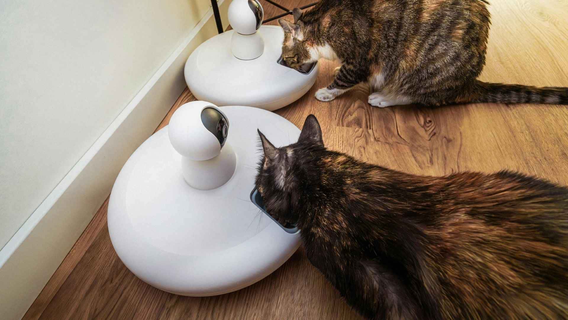 Gatos comiendo de su comedero automático
